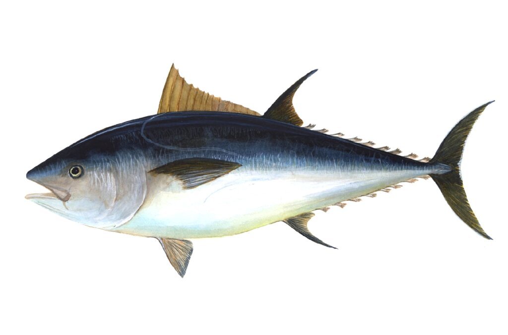 टूना मासा माहिती | Tuna Fish in Marathi