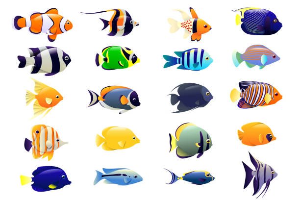 fish types -